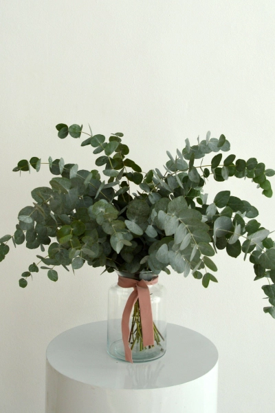 Producto Ramo de Eucalipto Imagen