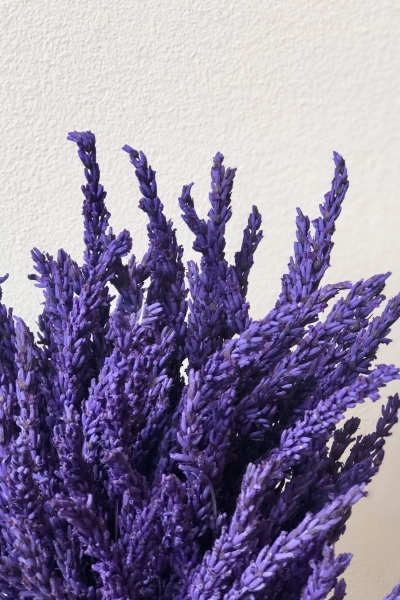 Lavanda