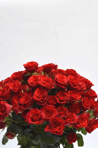 Ramo Pitiminí "Todo al rojo"