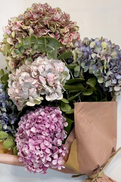 Producto Hortensias Otoñales Imagen