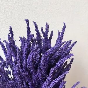 Lavanda
