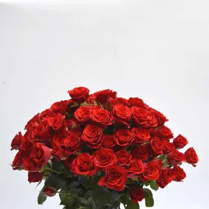 Ramo Pitiminí "Todo al rojo"