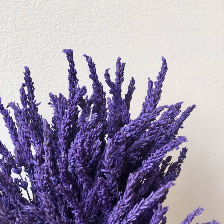 Lavanda