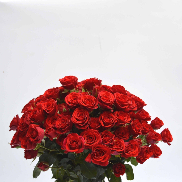 Ramo Pitiminí "Todo al rojo"