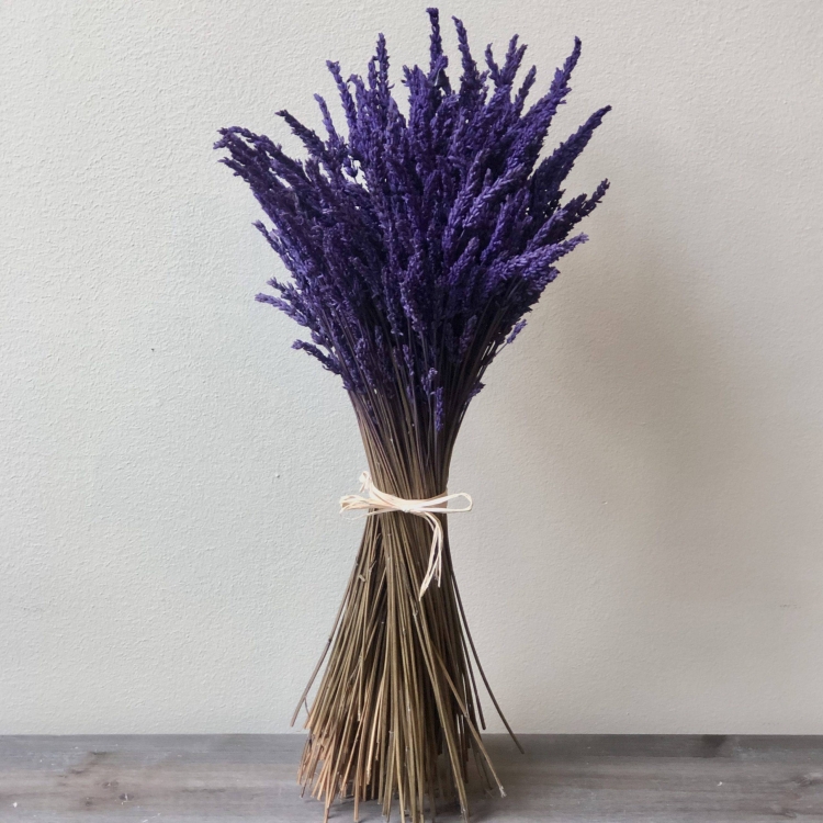 Lavanda