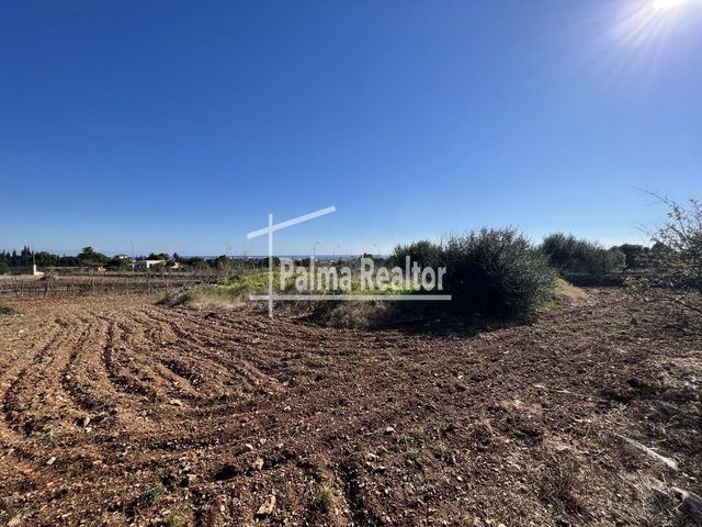 https://cdn.dinacode.com/levelup-featured/public-read/ad/baleares/42c0031a-c8f9-490e-a0b6-948bf7b27108/350f87fa-e640-4595-bec1-b220367a68f2%3Frule%3Ddetail_640x480